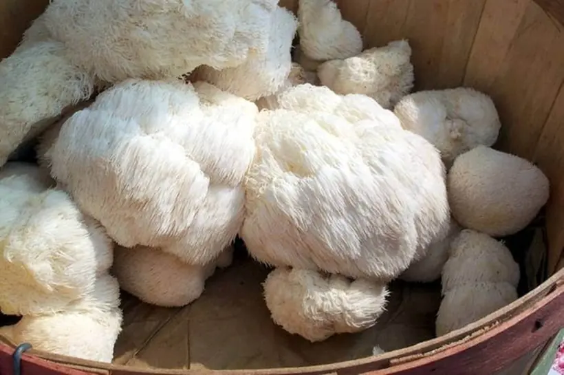 The Mystery of the Shaggy Lion’s Mane Mushroom: A Rare Medicinal Treasure Few Know About