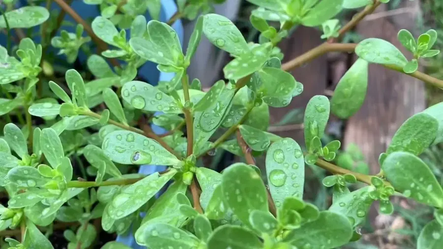 5 Wild Vegetables: "More Nutritious Than Meat, Cheaper Than Medicine" Growing Freely in Gardens