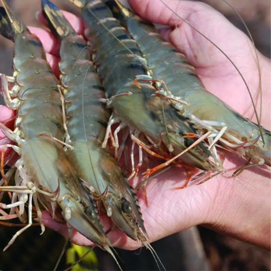 Not only the shrimp h.e.a.d, but these are 3 extremely d.i.rty parts of shrimp that you should not eat.