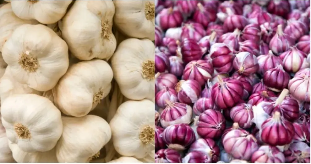 When buying garlic, no matter how cheap these 4 types are, don't buy them, as eating them will only harm you more.