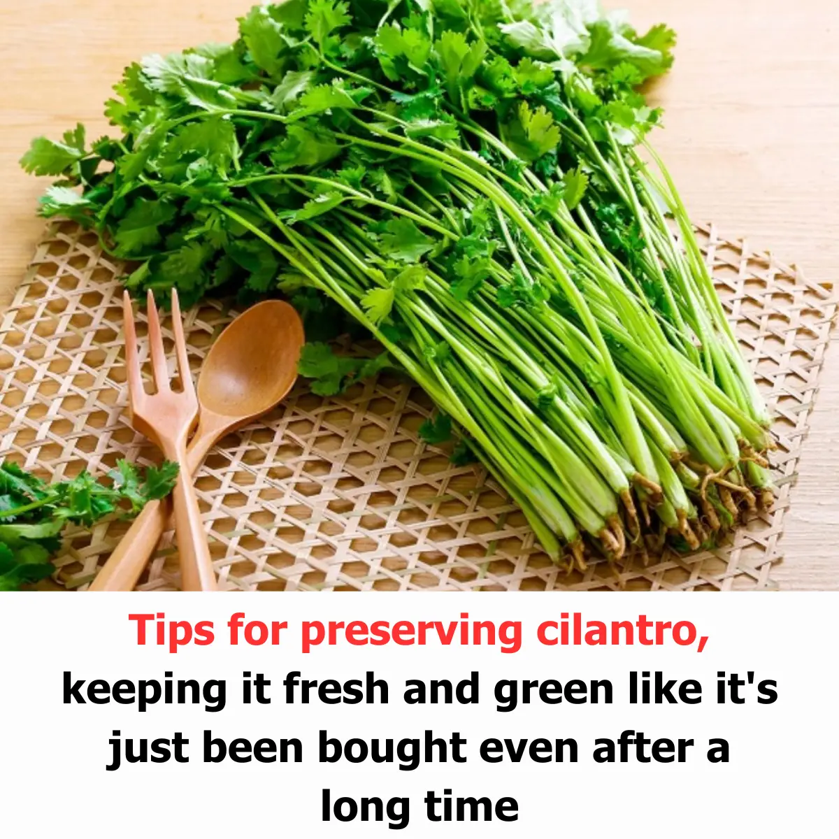 Tips for Preserving Cilantro: Keeping It Fresh and Green Like It's Just Been Bought Even After a Long Time