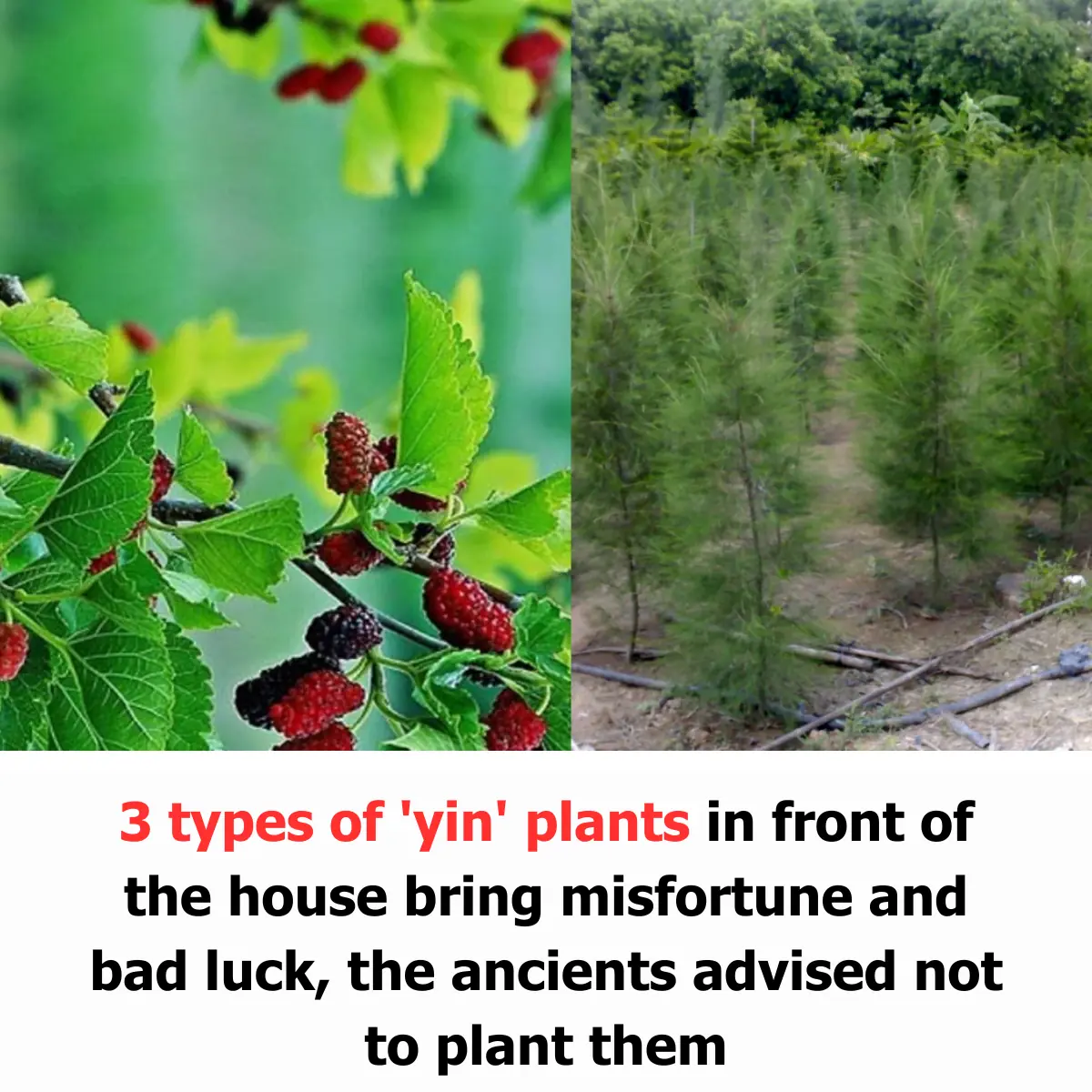 3 Types of 'Yin' Plants in Front of the House Bring Misfortune and Bad Luck, the Ancients Advised Not to Plant Them