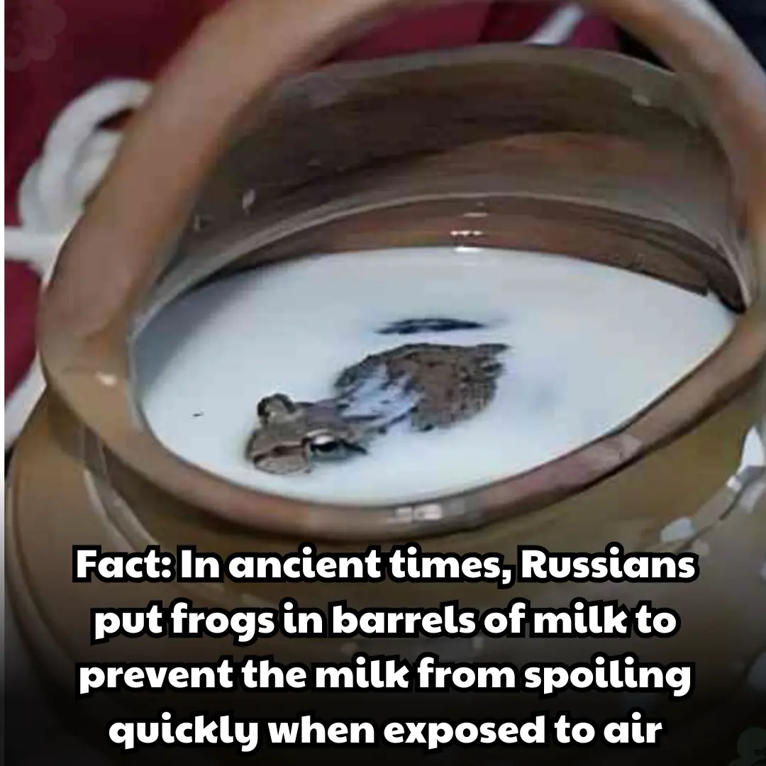 Russians put frogs in barrels of milk to prevent the milk from spoiling quickly when exposed to air