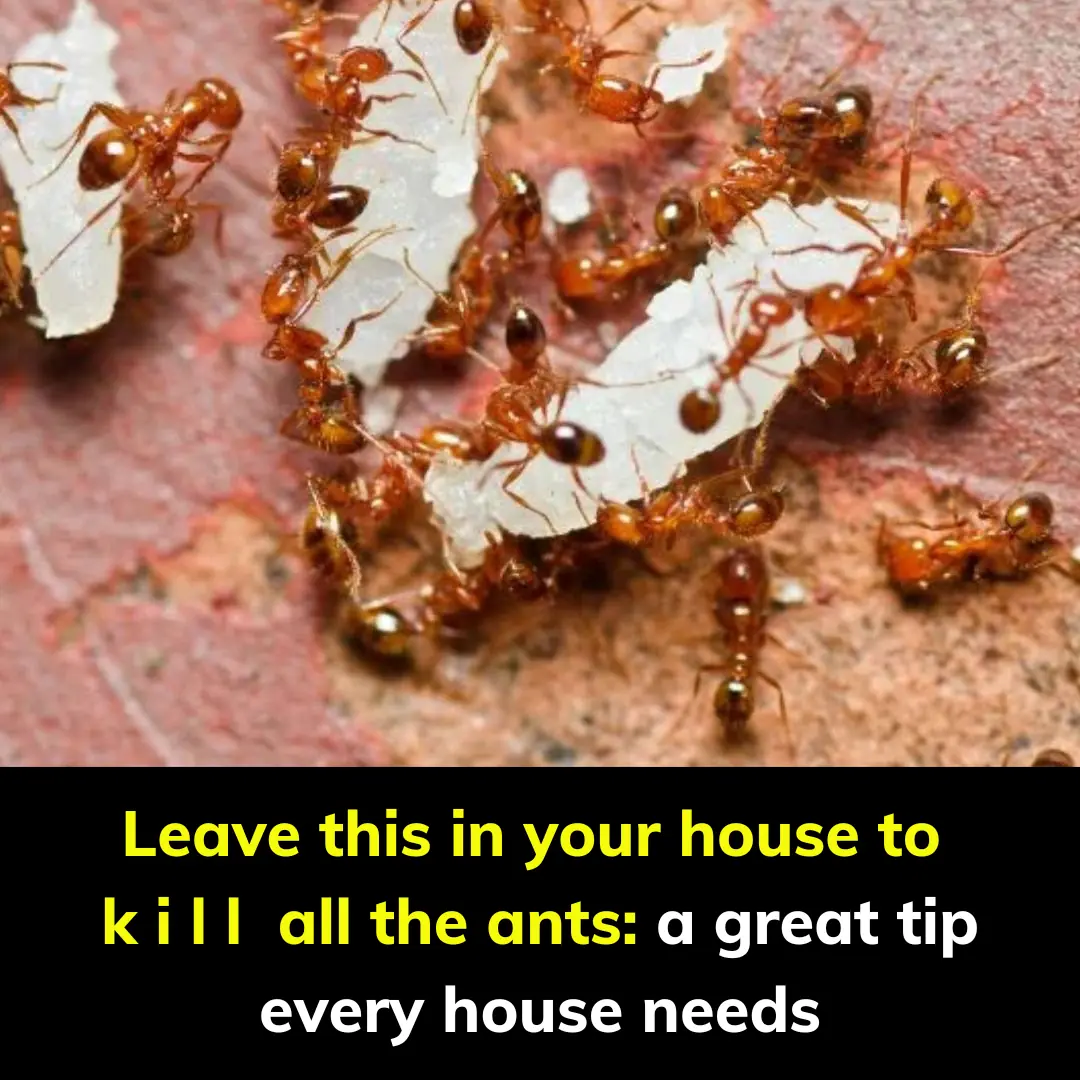 Leave this in your house to  k i l l  all the ants