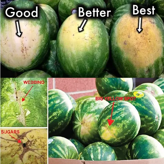 How to pick the right watermelon