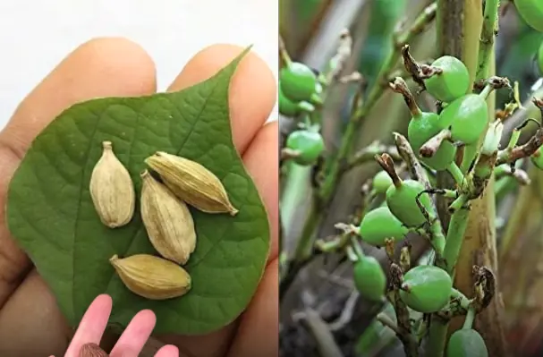 How to Grow Cardamom Plant from Seeds at Home Easily