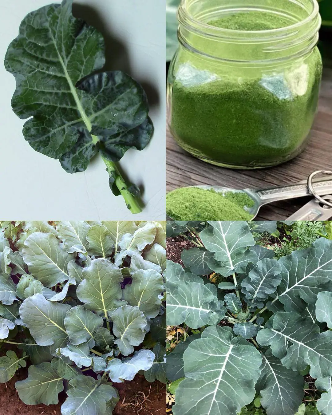 Discovering the Nutritional Power of Broccoli Leaves: Benefits, Uses, and More