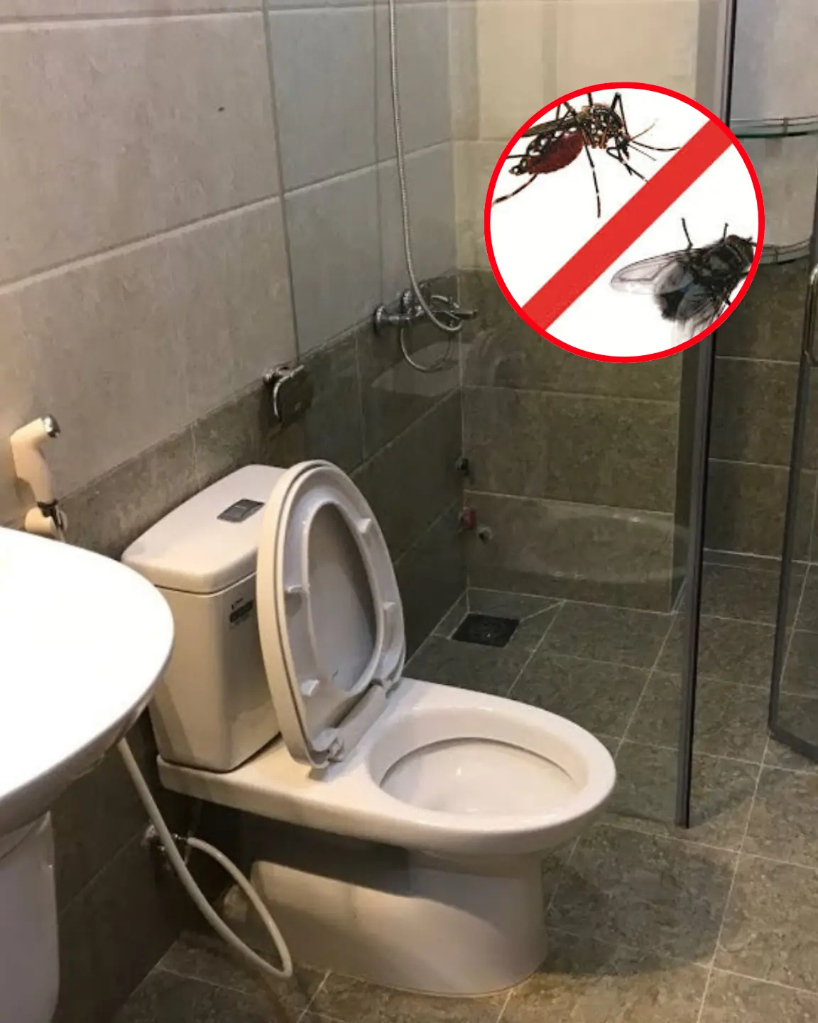 Leave this leaf in the toilet to deodorize and repel mosquitoes and flies