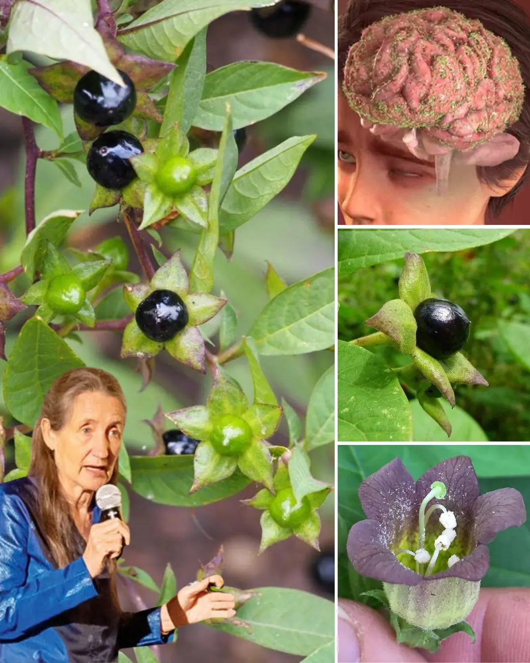 Deadly Nightshade Atropa Belladonna The Mysterious and Toxic Plant with a Dark History