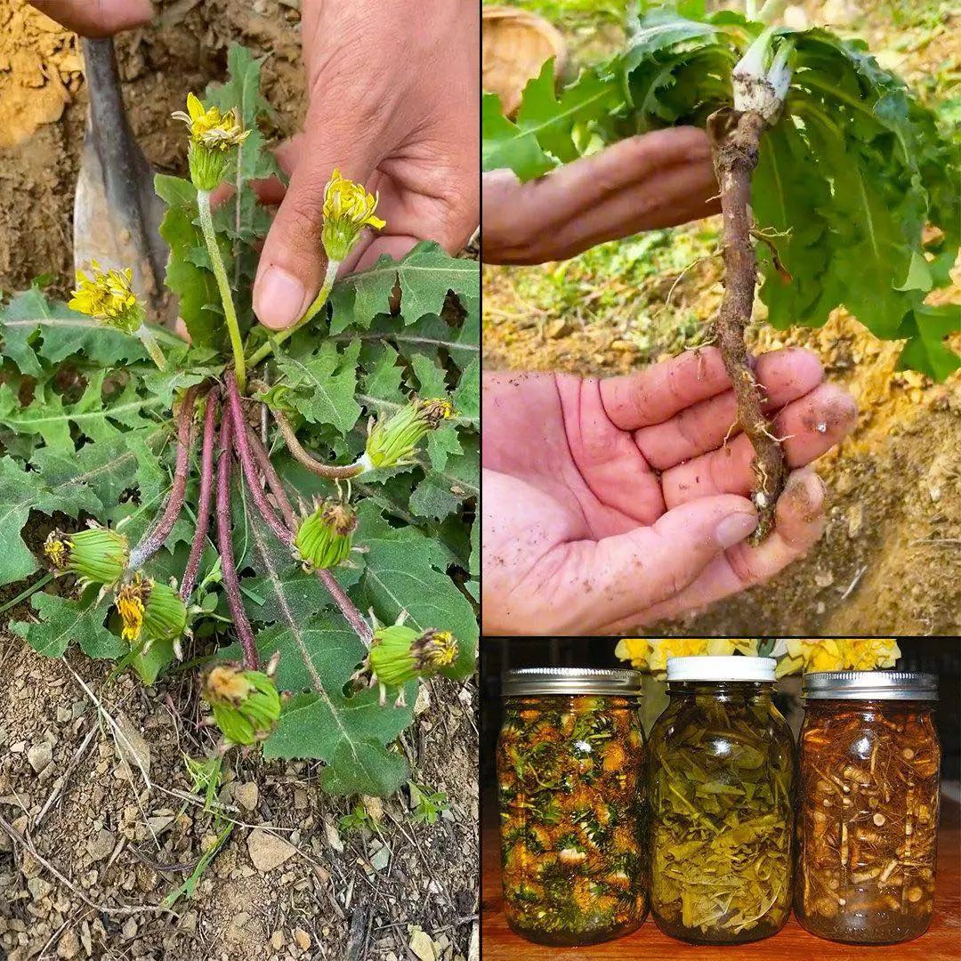 Why Dandelion Roots are the Most Important Part of the Plant