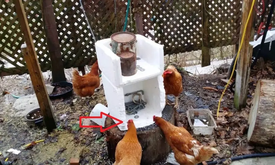 Why Do Chickens Like to Eat Foam? The Truth Behind This Strange Habit