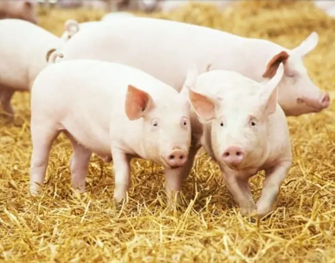 Why is America the largest pig-raising country, but they don't eat pork?