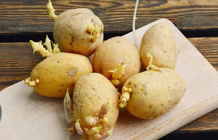 Unexpected effects of sprouted potatoes