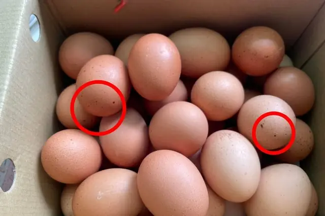 If You See These 4 Signs on an Eggshell, Throw It Away Immediately!