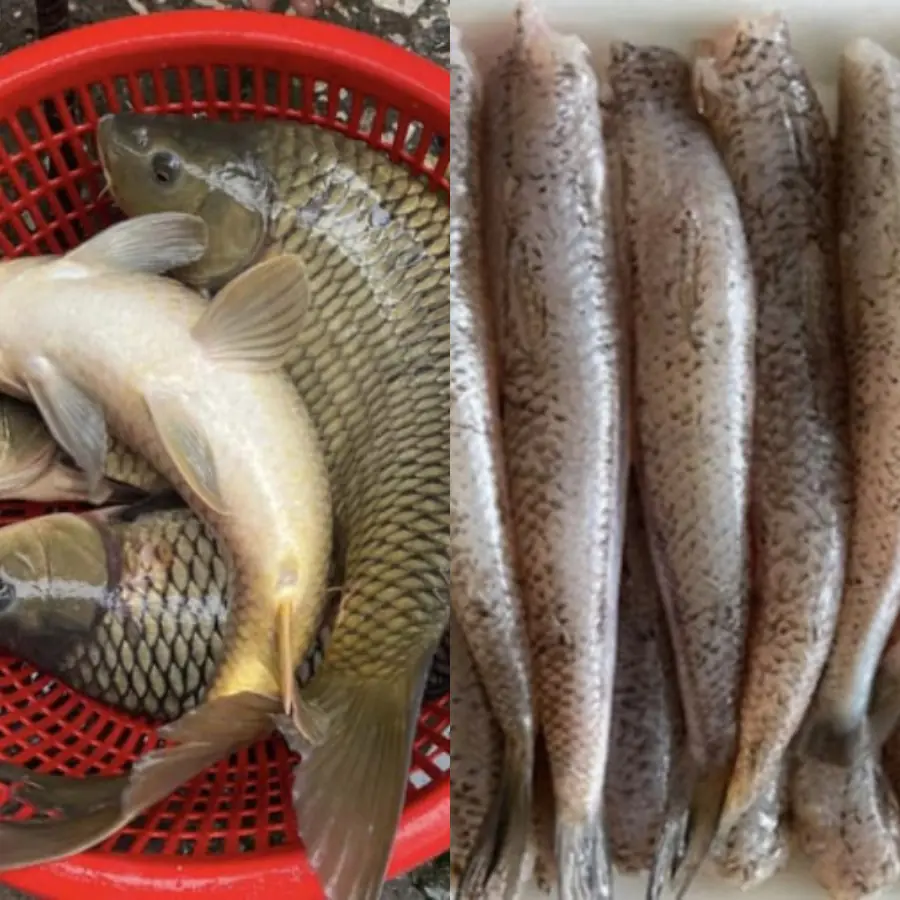 2 types of fish contain a lot of collagen, are easy to buy, ch.eap and every housewife should buy