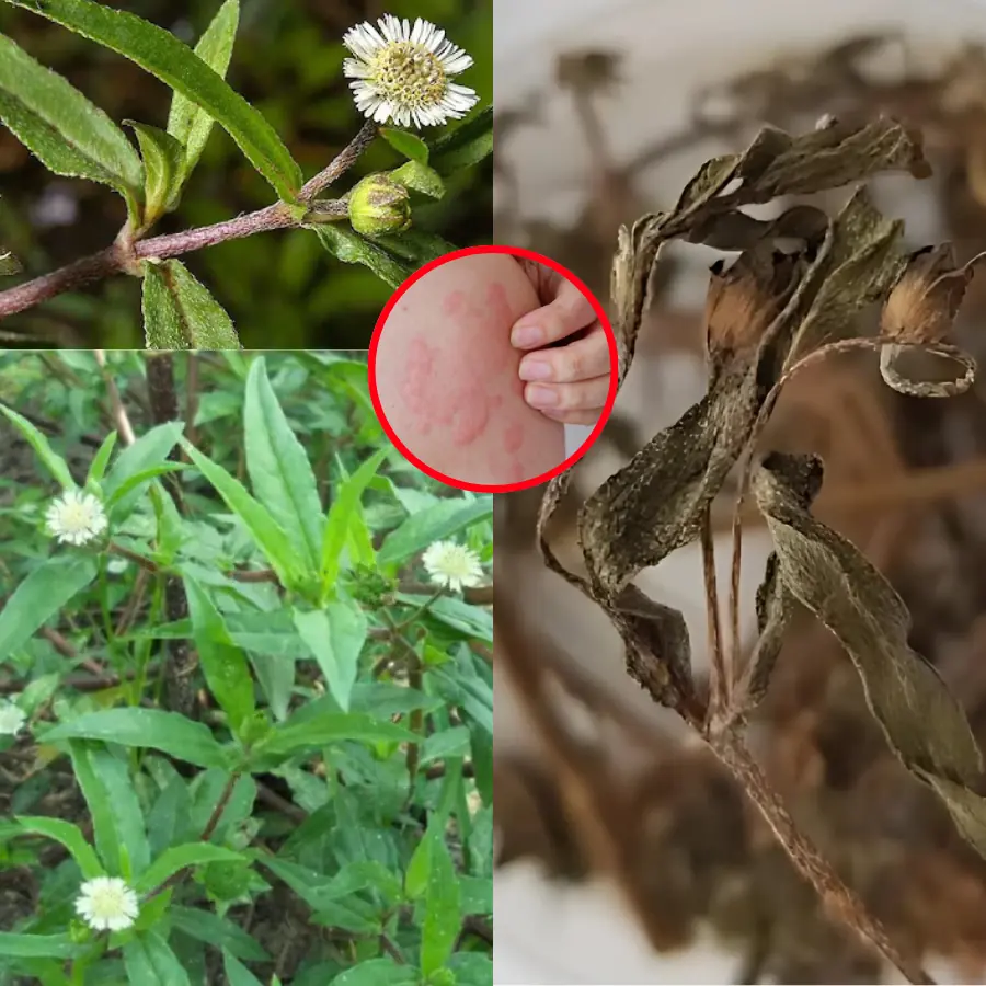 Eclipta prostrata - a type of grass with miraculous m.e.d.i.c.i.nal properties