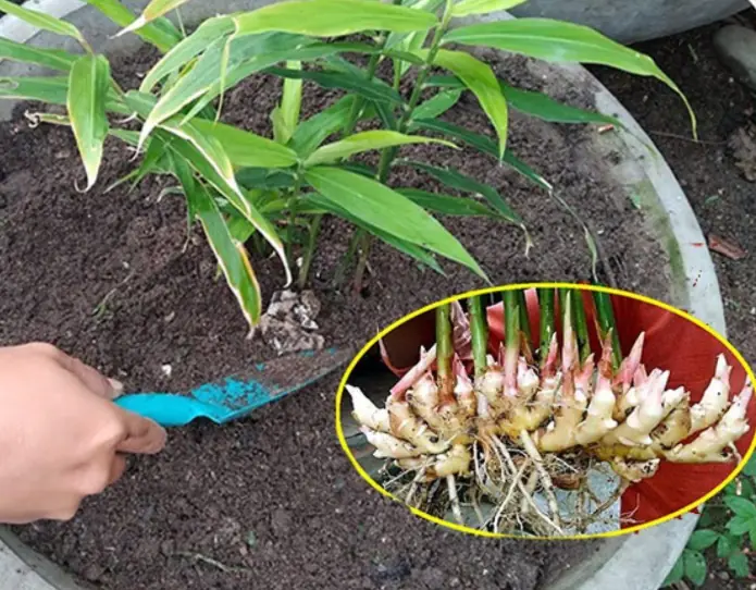 How to Grow Ginger at Home
