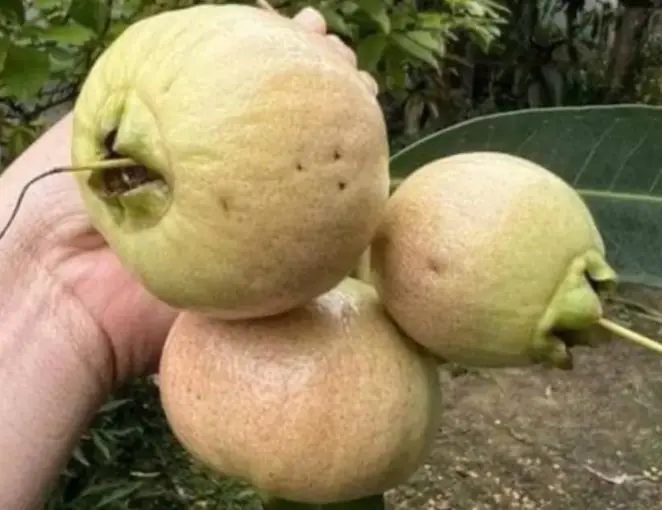 Does anyone know this fruit?