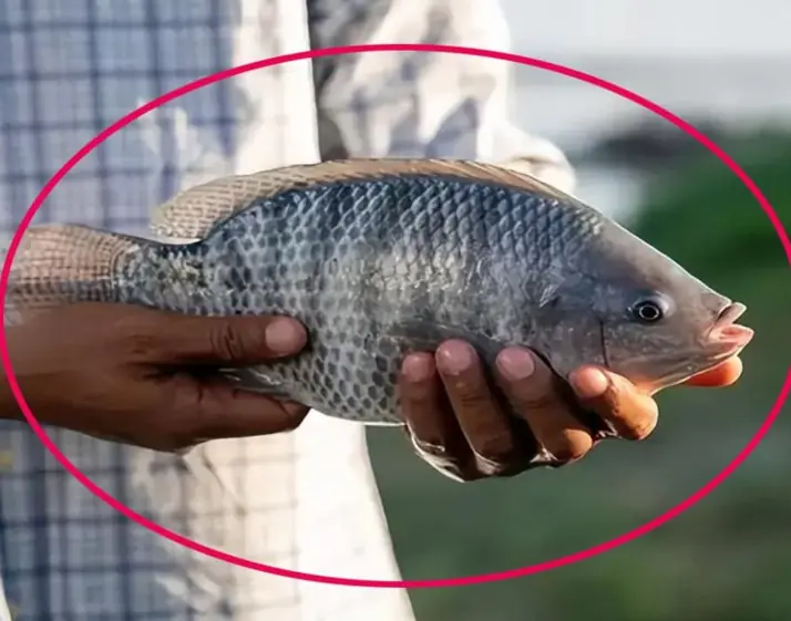 Everyone should pay attention and avoid these 4 types of fish