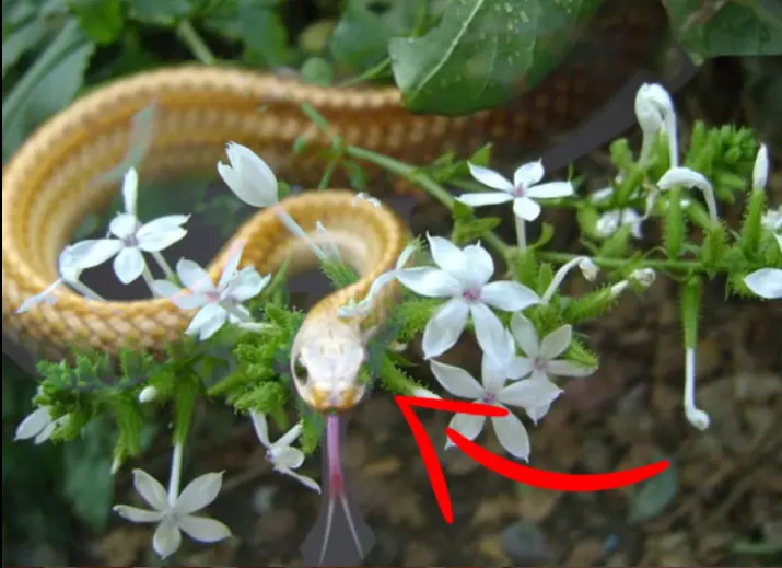 Snakes are very af.raid of these 2 types of flowers