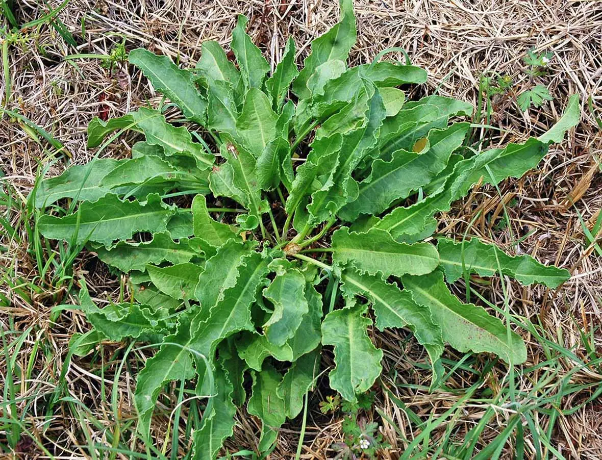 This vegetable is "more nutritious than meat, cheaper than medicine"