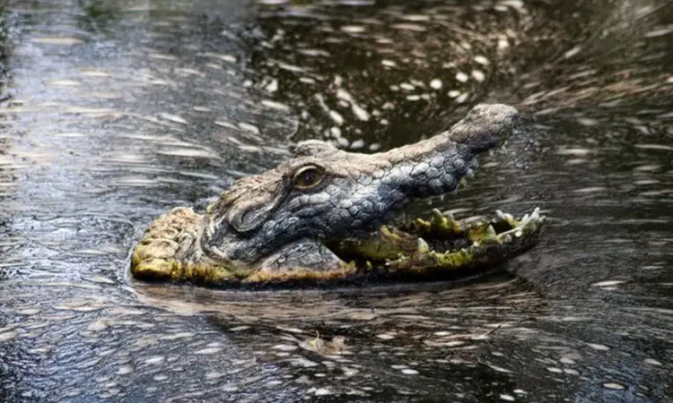 Alligators Abound in Florida’s Sewer System