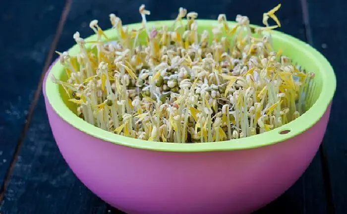 Making bean sprouts is very simple, anyone can do it