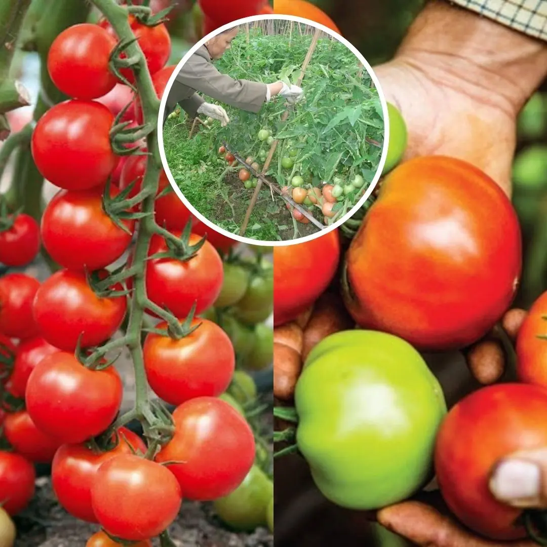 13 Best Tips for Planting and Growing Great Tomatoes