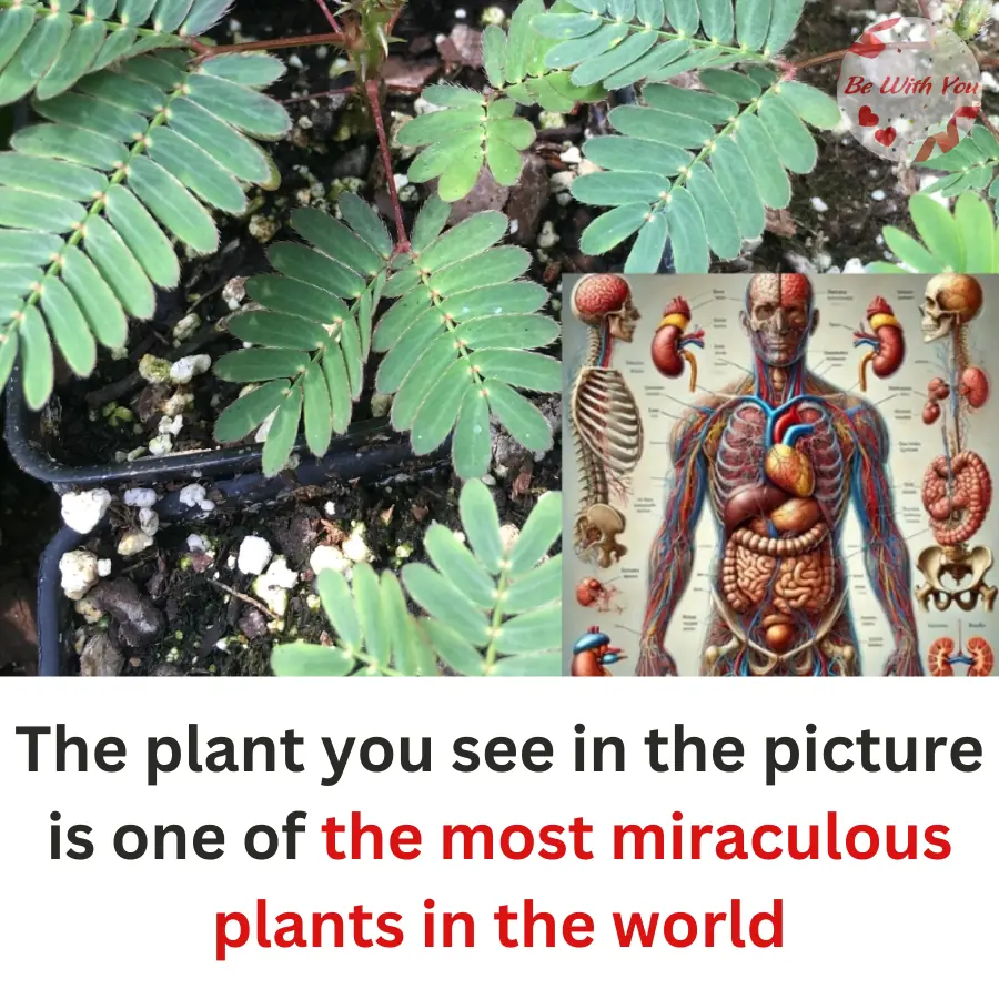 The plant you see in the picture is one of the most miraculous plants in the world