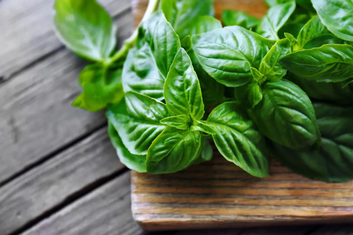 Great effects of basil that you don't know