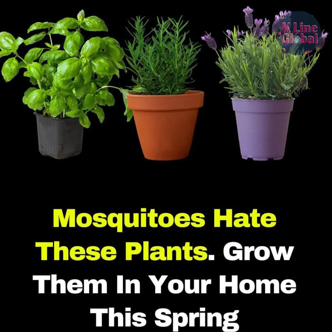 Mosquitos hate this plant