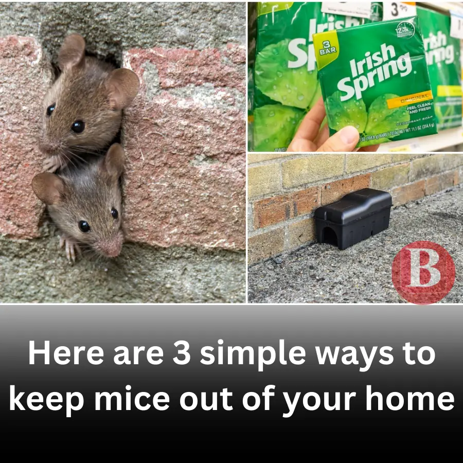 Here are 3 simple ways to keep mice out of your home