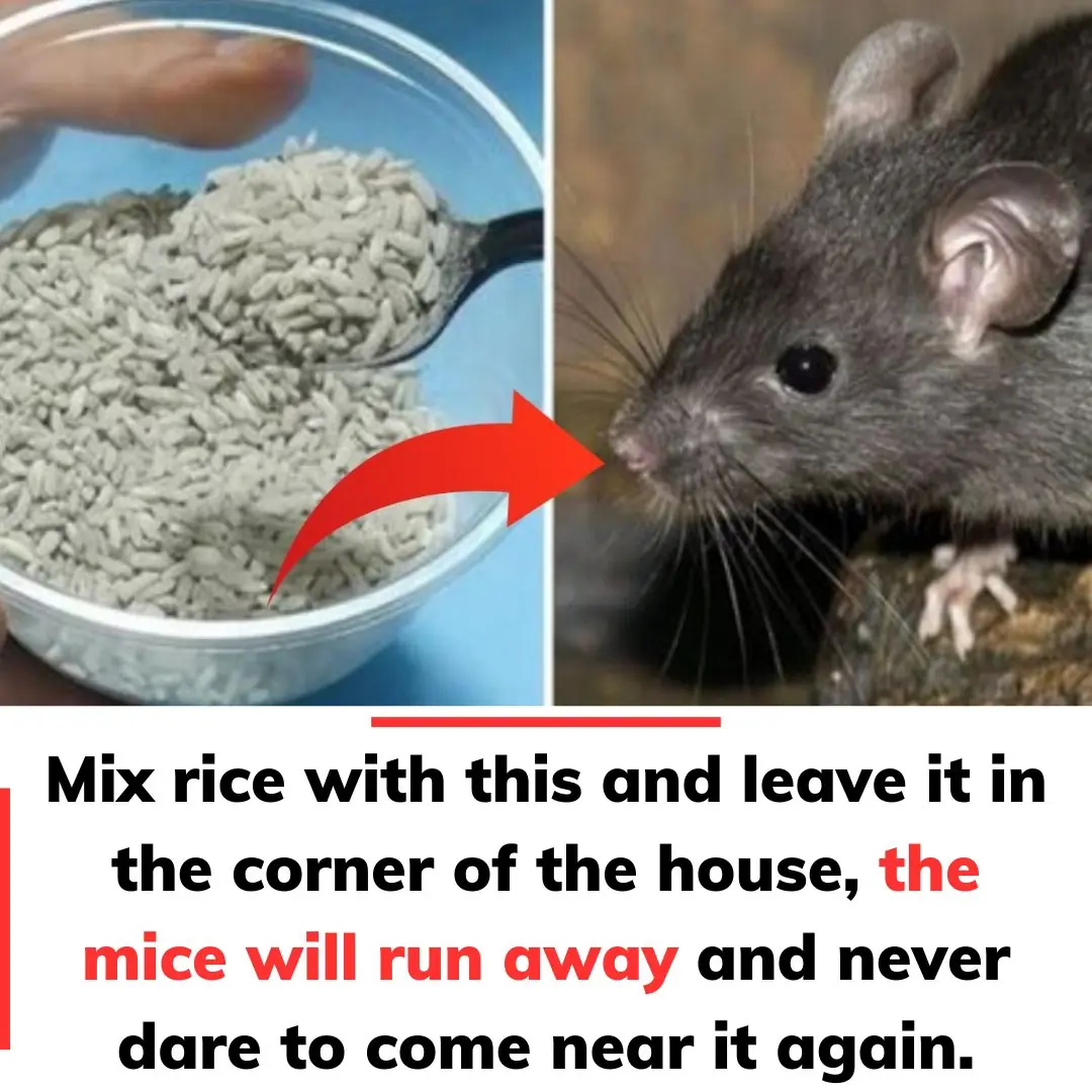 How to chase mice effectively