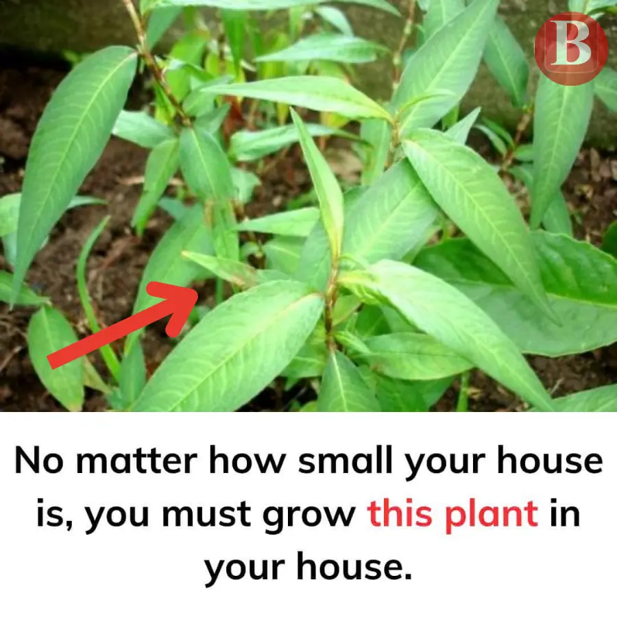 No matter how small your house is, you must grow this plant in your house