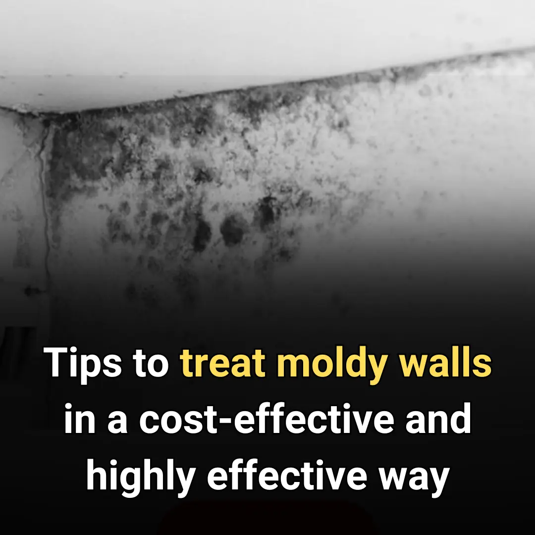 Tips to treat moldy walls in a cost-effective way