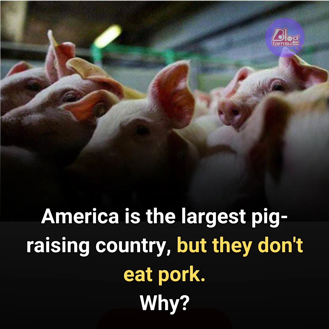 America doesn't eat pork. Why?
