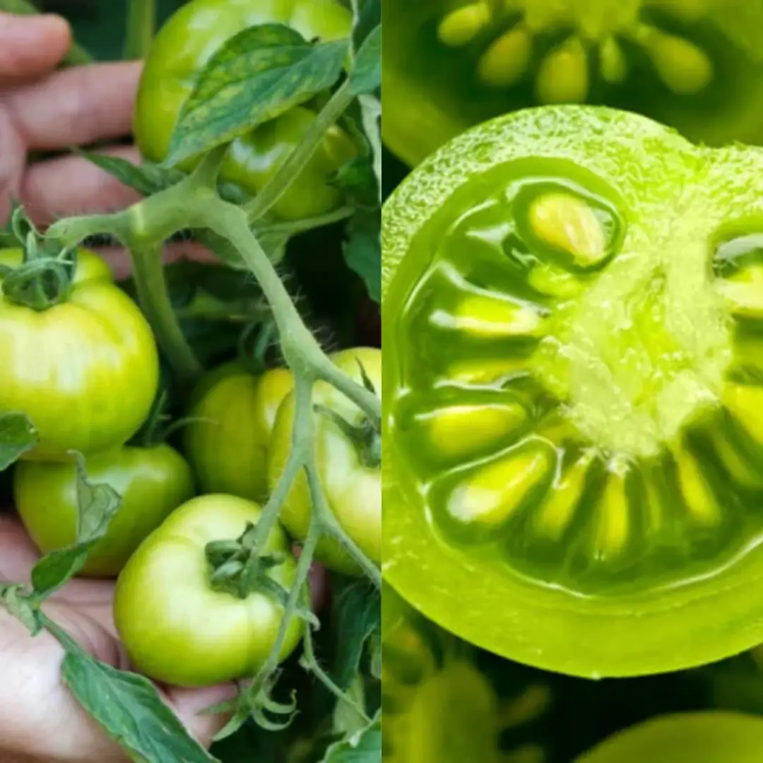 You should not eat green tomatoes