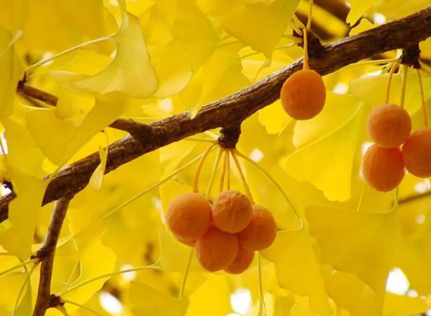 This fruit has a very special scent