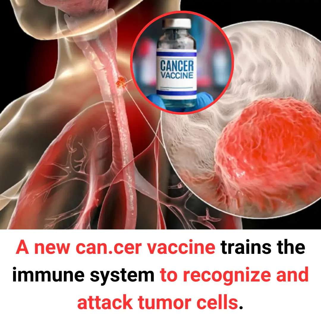 A new can.cer vaccine trains the immune system to recognize and attack tumor cells.