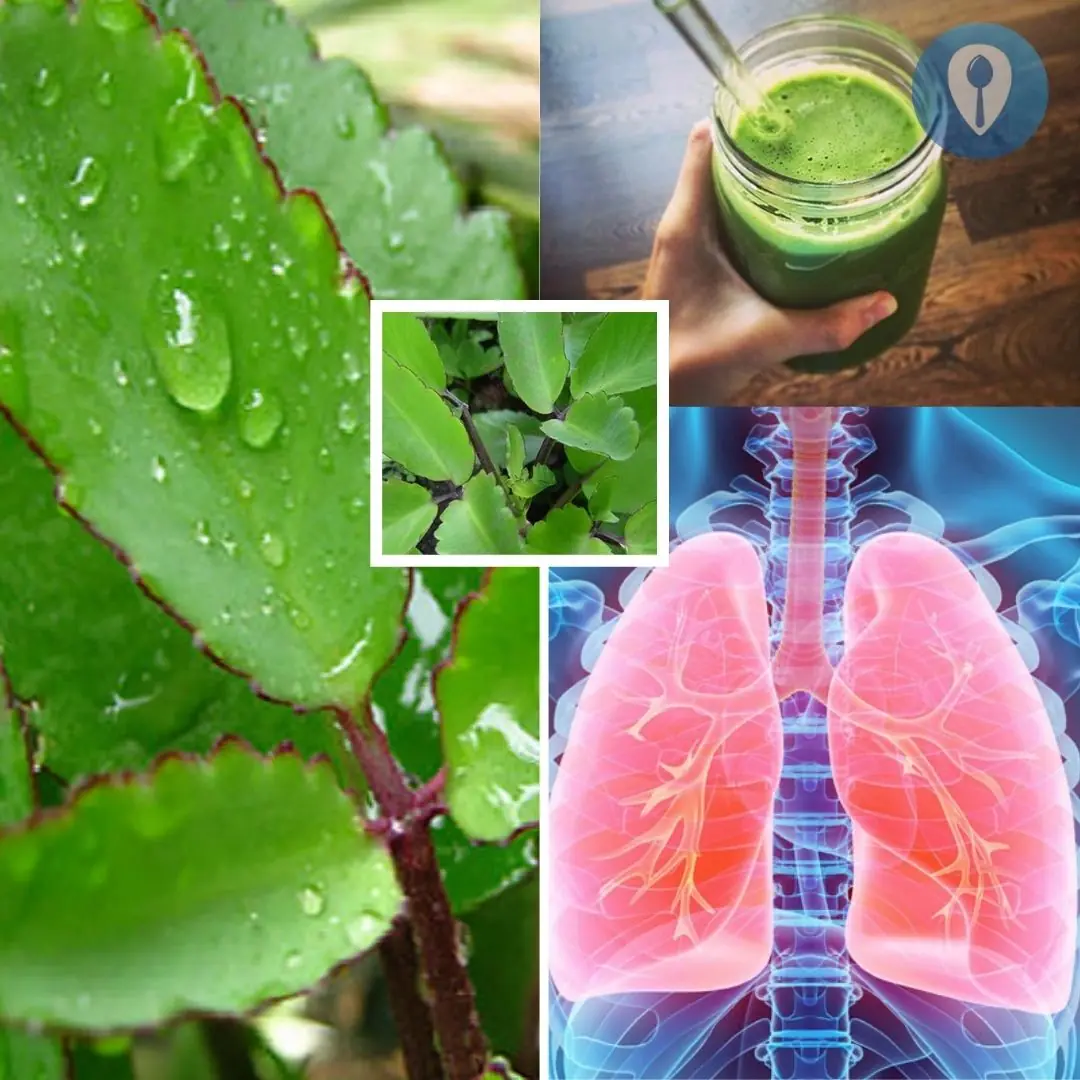 7 miraculous effects of Bryophyllum pinnatum that you never expected