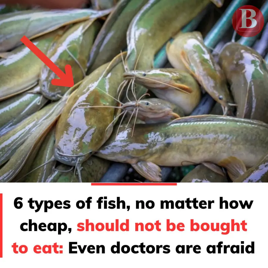 6 types of fish, no matter how cheap