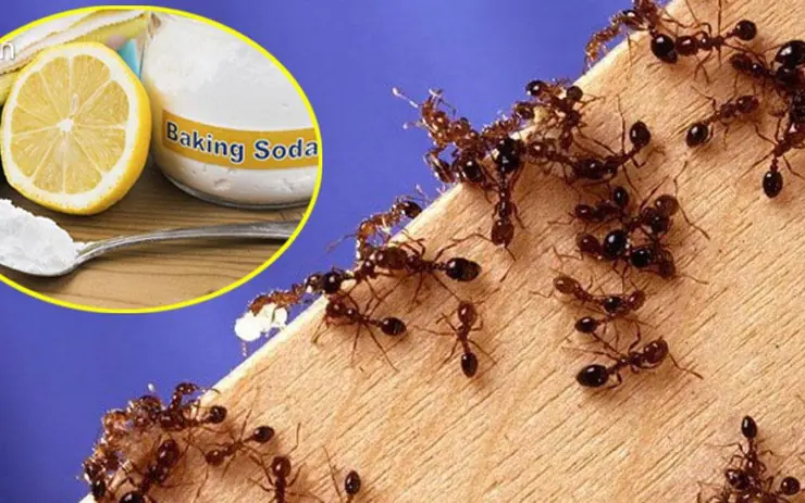 How to get rid of ants is very easy