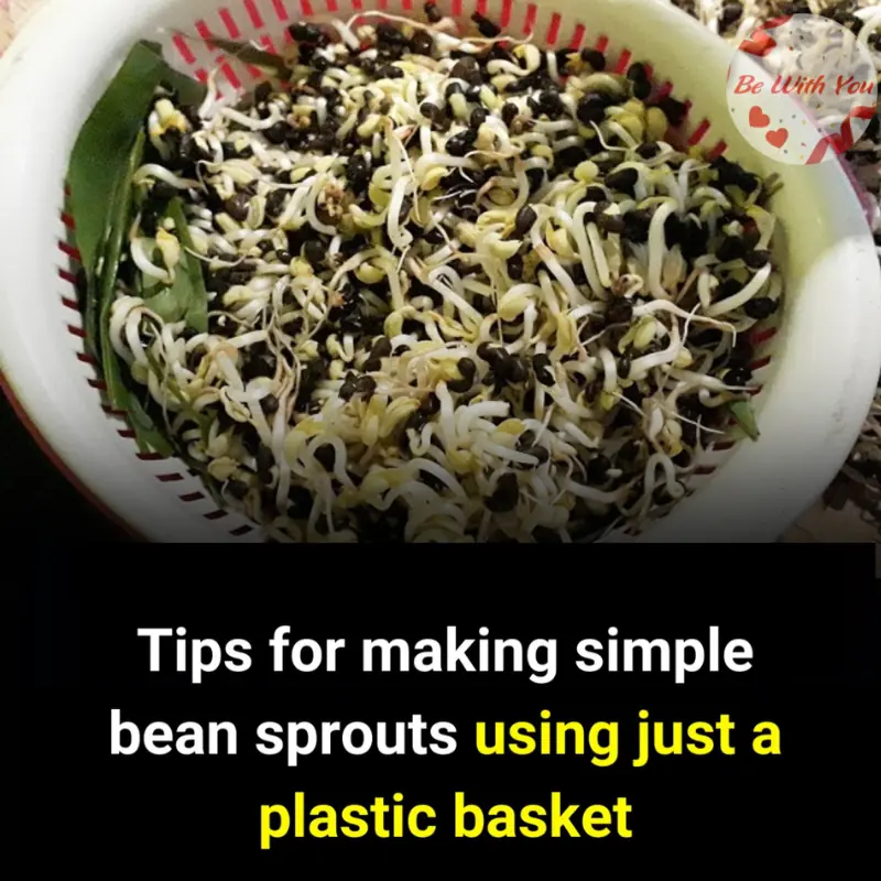 Making bean sprouts is very simple, anyone can do it