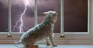 Why are dogs afr.aid of thunder?