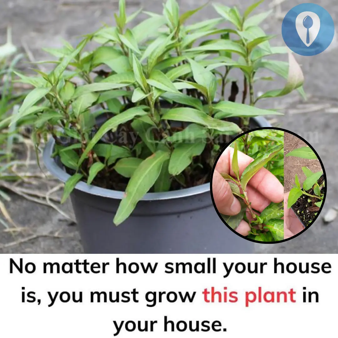 No matter how small your house is, you must grow this plant in your house.