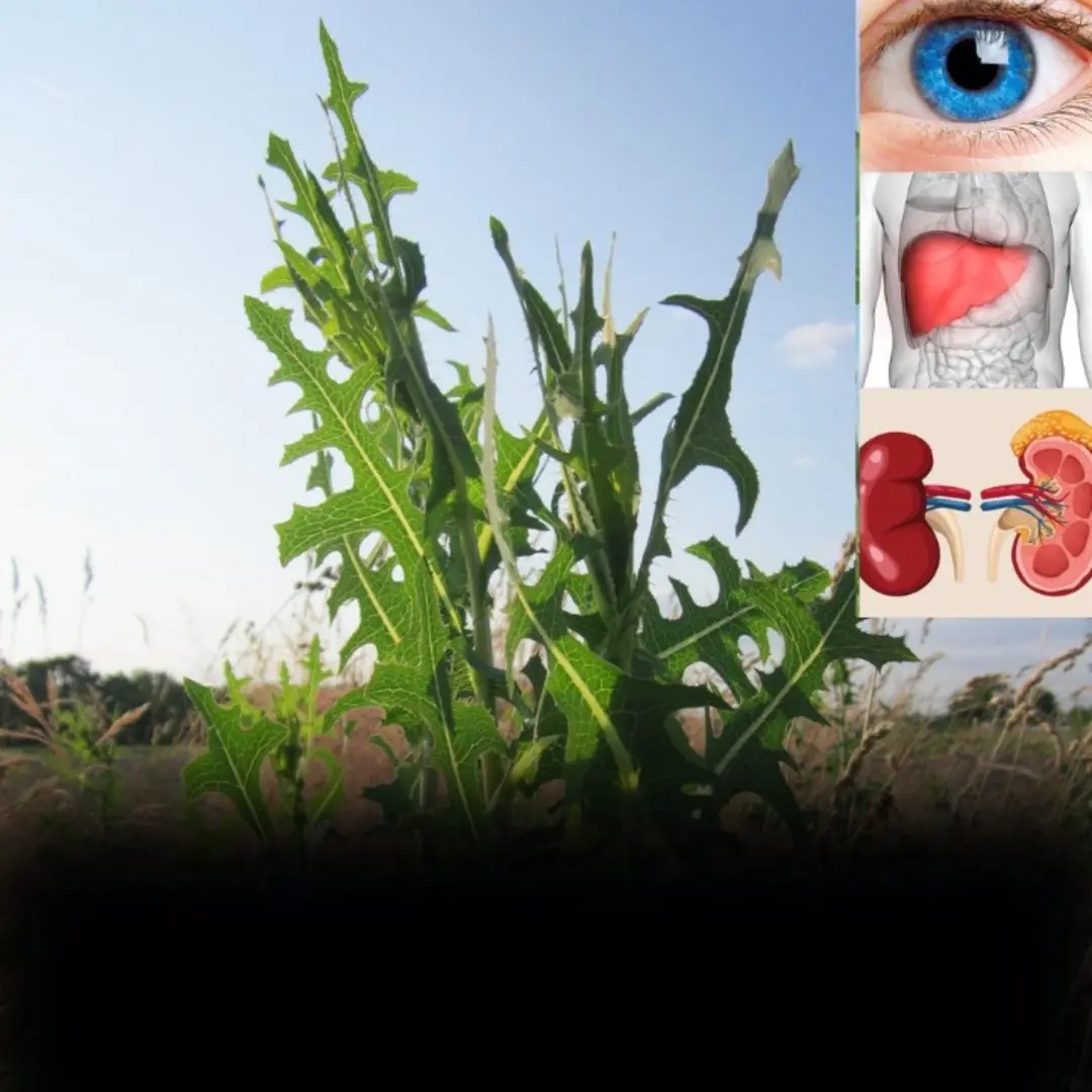 Delving into the Wonders of Prickly Lettuce – Medicinal Miracles and Culinary Creations