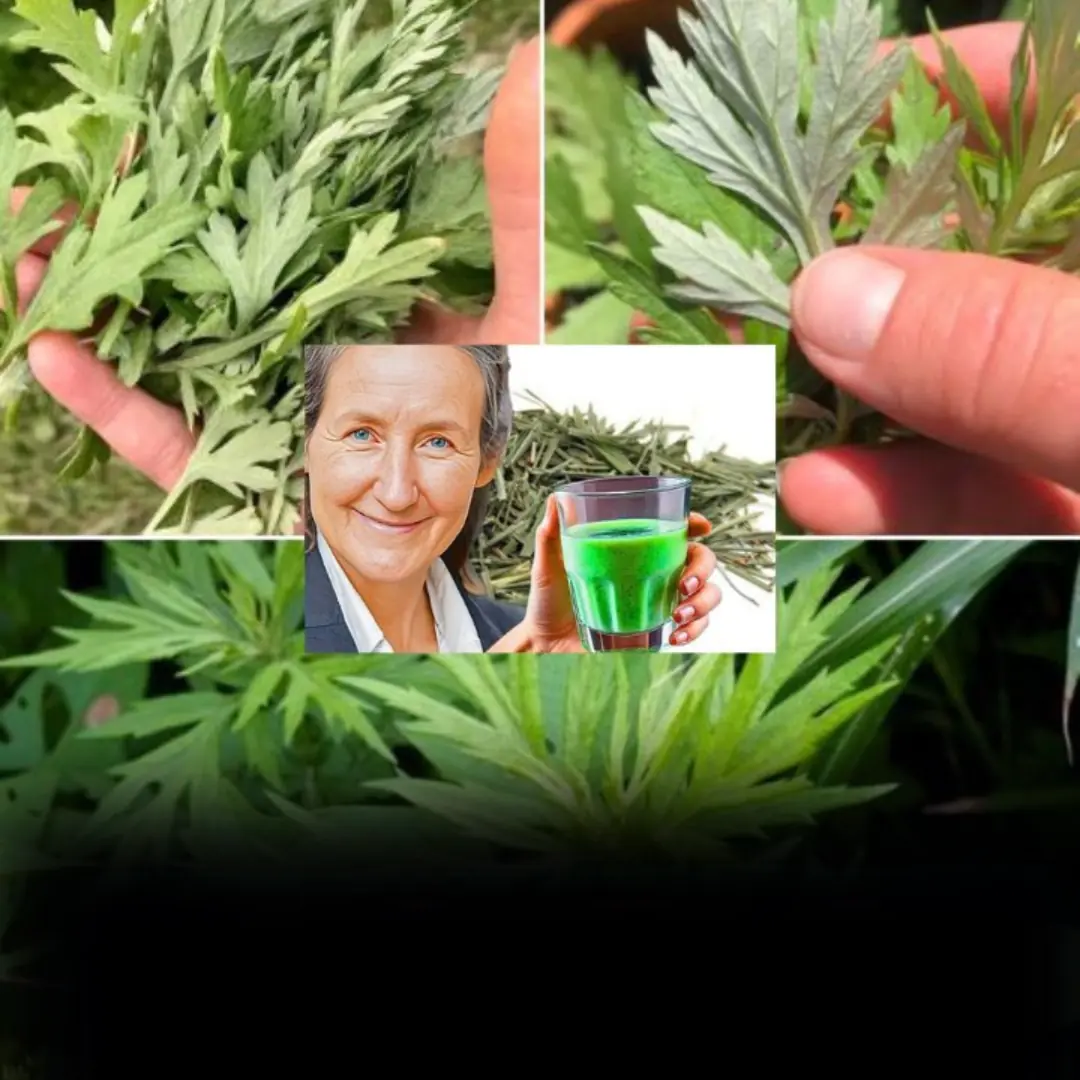 Unveiling the Power of Mugwort: 20 Amazing Benefits and How to Use It