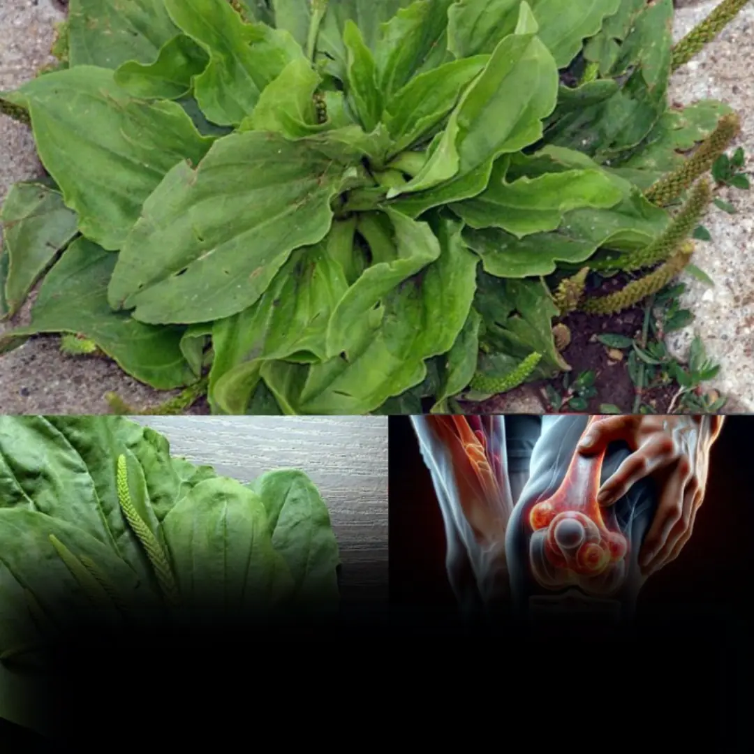 Plantain: properties and benefits of this spontaneous medicinal plant