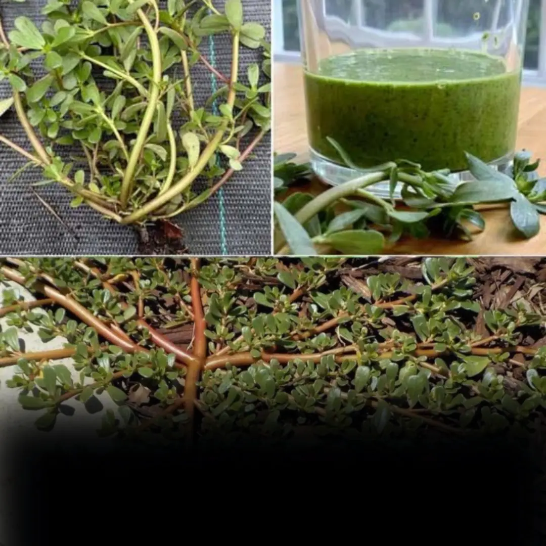 Why You Shouldn’t Ki.ll Purslane in Your Garden: 8 Compelling Reasons