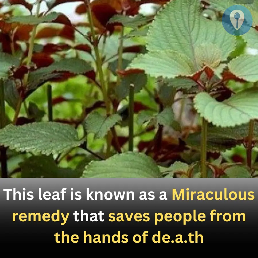 Miraculous remedy that saves people from the hands of de.ath